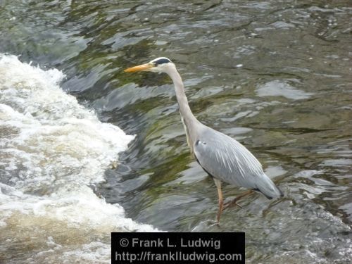 Heron, Fishing in the Garavogue